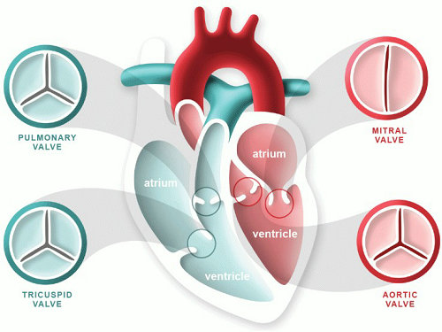 Artificial heart valve testing introduction